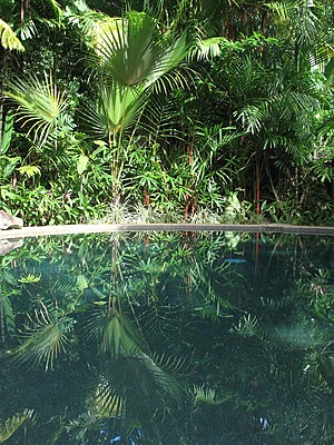 Daintree Rainforest Retreat Pool